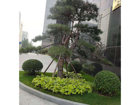 金融街單位園林綠化項(xiàng)目